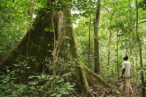 Forêt du bassin du Congo